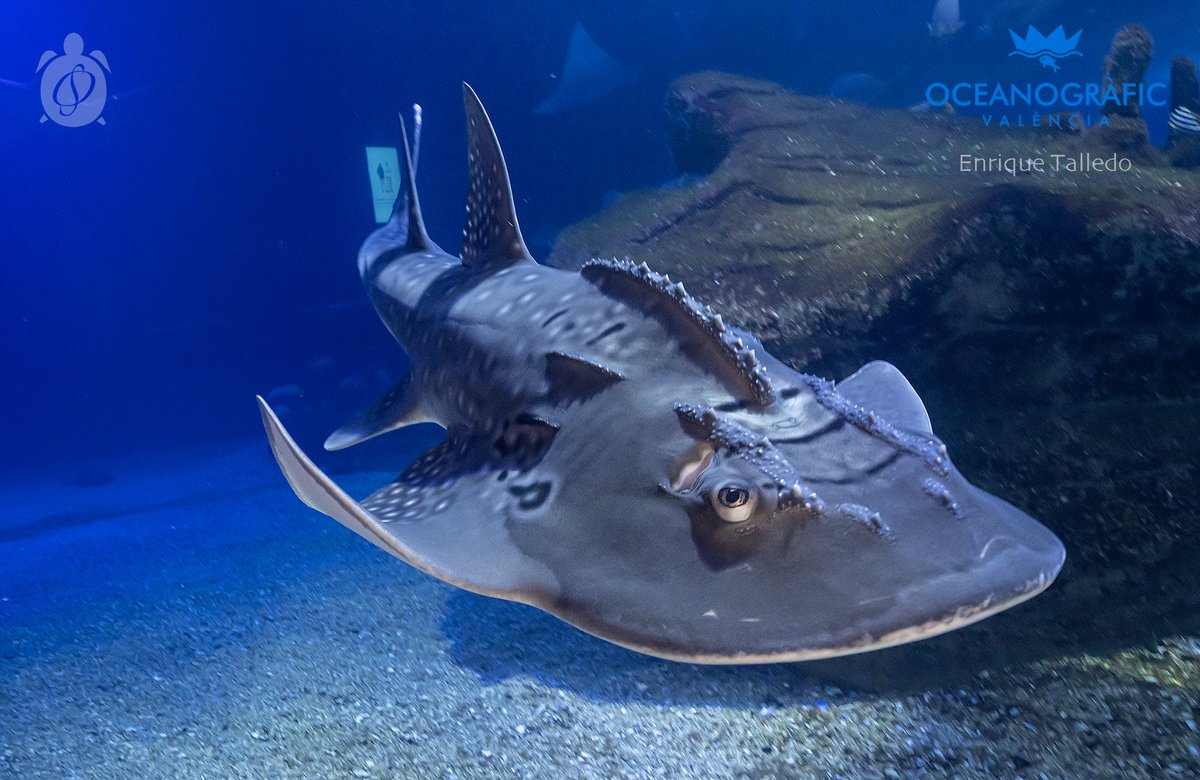 🌊✨ CONOCE AL TIBURÓN MÁS EXCÉNTRICO DEL OCÉANO: EL Rhina ancylostoma. 🦈💫

¿Tiburón o raya? ¡Ambos! 
instagram.com/p/DKY8d65t94M/…

En el <a href="/Oceanografic_vl/">Oceanogràfic València</a>  están llevando a cabo un programa de conservación de esta amenazada especie.

📷 <a href="/Kike_Talledo/">Enrique Talledo</a>