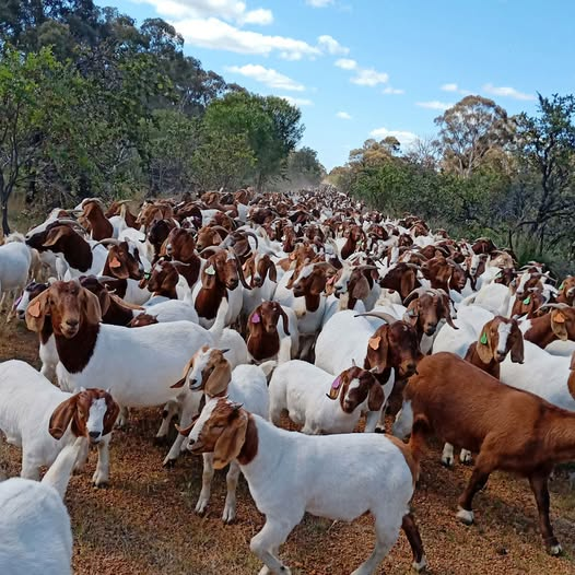Prevention is better than cure! Farmers, invest in biosecurity, balanced nutrition &amp; regular check-ups to keep livestock healthy. A small effort today saves big losses tomorrow!