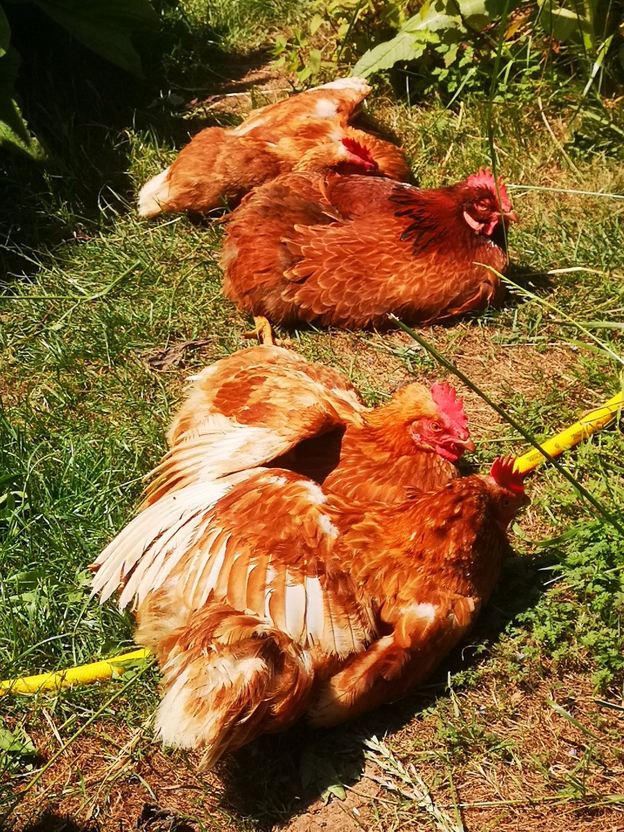 Golden girls catching some rays.