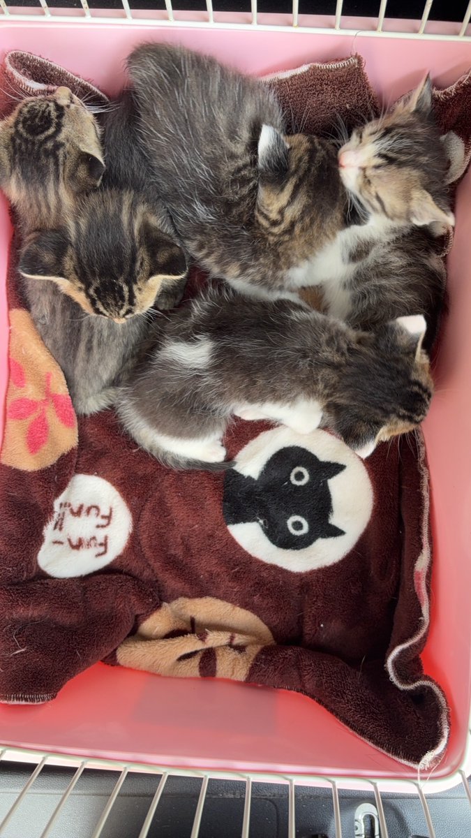 nekomado373's tweet image. 岐阜県の2箇所の保健所から、今日だけで【27匹のミルク】を引き出しました。さすがにミルクボランティアが足りません(T_T)
#保健所 
#ちーむにゃいんず 
#保護猫 
#ミルクボランティア募集