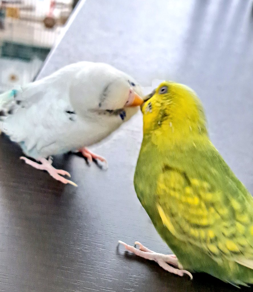 とりーず 元気です☺️
(写ってないけど文さんも)
れいちゃんの目(⊙ω⊙) 🤣

 #セキセイインコ