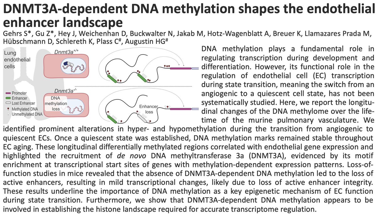 Hellmut Augustin (@hellmutaugustin) on Twitter photo Following our epigenetic placental vasculature paper <a href="/Dev_Cell/">Developmental Cell</a> (sciencedirect.com/science/articl…), the second chapter of our forthcoming vascular epigenetic trilogy was now published in <a href="/NAR_Open/">Nucleic Acids Res</a> (academic.oup.com/nar/article/53…): DNMT3A regulation of endothelial enhancer landscape. More to come! Following our epigenetic placental vasculature paper <a href="/Dev_Cell/">Developmental Cell</a> (sciencedirect.com/science/articl…), the second chapter of our forthcoming vascular epigenetic trilogy was now published in <a href="/NAR_Open/">Nucleic Acids Res</a> (academic.oup.com/nar/article/53…): DNMT3A regulation of endothelial enhancer landscape. More to come!