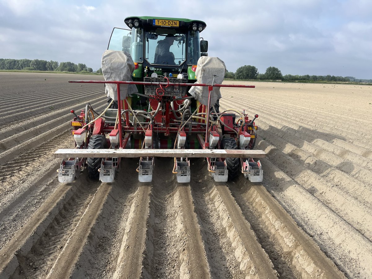 Witlof zaaien op de #akker #agrifoto even uit geregend,ondiep zaaien en regen deze week dan moet het lukken zonder beregening