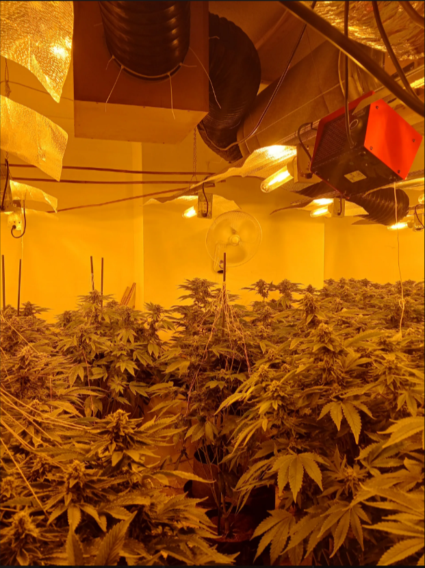 MPSBarnet's tweet photo. Officers from Hendon uncovered a cannabis factory following an #anonymous #Crimestoppers tip-off.

Speak up. Stay safe. Stop crime.

Call Crimestoppers on 0800 555 111 - 100% anonymous. Always. 

You can also contact us via 101 or online at https://t.co/uWFudNGw2f

 #Barnet https://t.co/GCnXsFgnBN