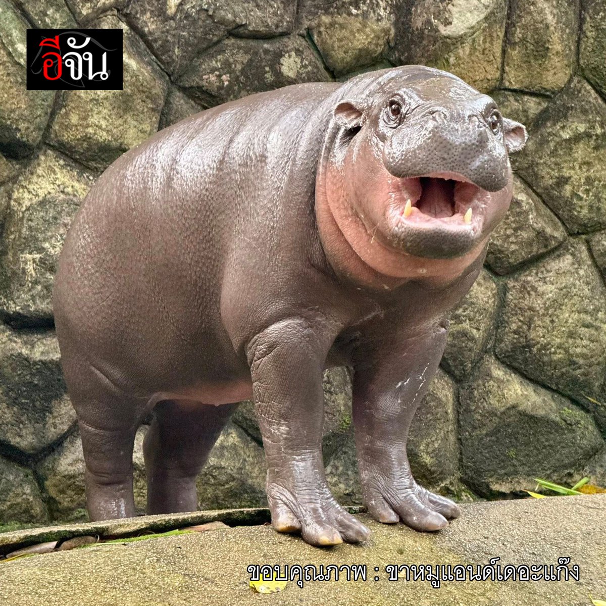 “หนูอยากดูหมูเด้งเป็นครั้งสุดท้าย” ความปรารถนา ของน้องออโต้ ผู้ป่วยมะเร็งระยะสุดท้าย ที่ชีวิตนี้ อยากเที่ยวสวนสัตว์ อยากเจอสัตว์ที่ชอบ ก่อนจะไม่มีโอกาสนั้นอีก...

เรื่องราวนี้ถูกแชร์ผ่านเพจ ขาหมูแอนด์เดอะแก๊ง ค่ะ โดยเด็กชายตัวน้อยๆ หน้าตาน่ารักคนนี้คือน้องออโต้