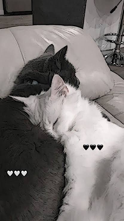 ★° . ⋆🐾🖤 CaT 🖤🐾 ⋆. °★ #VGSDV (@black_catwom) on Twitter photo <a href="/FfcCarlos0411/">Carlos Danielᶠᶠᶜ🇮🇹🇮🇹</a> ✨🌒🌘🌒✨🌒🌘🌒✨🌒🌘🌒✨🌒
🐾🐈⬛Good morning to you beautiful 🐾🐈⬛
✨🌒✨🌘✨🌒✨🌘✨🌒✨🌘✨
Lots of love, lots of beautiful cats like you
🐾🐈⬛💕🐾🐈⬛💕🐾🐈⬛💕🐾🐈⬛💕🐾🐈⬛
💕✨💕 <a href="/FfcCarlos0411/">Carlos Danielᶠᶠᶜ🇮🇹🇮🇹</a> 💕✨💕
✨🌒✨🌘✨🌒✨🌘✨🌒✨🌘✨🌒 <a href="/FfcCarlos0411/">Carlos Danielᶠᶠᶜ🇮🇹🇮🇹</a> ✨🌒🌘🌒✨🌒🌘🌒✨🌒🌘🌒✨🌒
🐾🐈⬛Good morning to you beautiful 🐾🐈⬛
✨🌒✨🌘✨🌒✨🌘✨🌒✨🌘✨
Lots of love, lots of beautiful cats like you
🐾🐈⬛💕🐾🐈⬛💕🐾🐈⬛💕🐾🐈⬛💕🐾🐈⬛
💕✨💕 <a href="/FfcCarlos0411/">Carlos Danielᶠᶠᶜ🇮🇹🇮🇹</a> 💕✨💕
✨🌒✨🌘✨🌒✨🌘✨🌒✨🌘✨🌒
