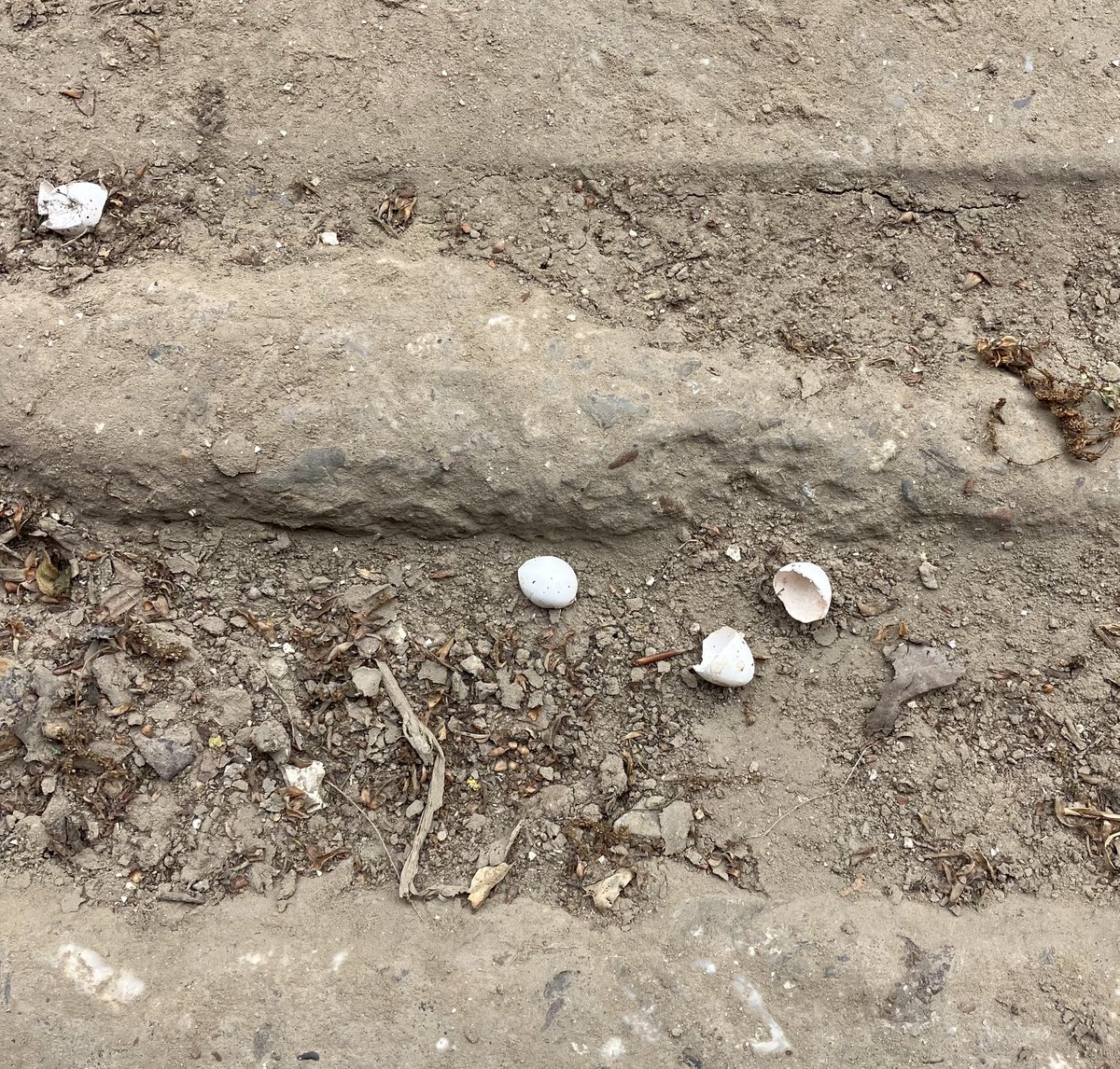 De zwaluwen zijn weer talrijk aanwezig op onze boerderij en de eieren zijn al uitgekomen.., super. Zwaluwen brengen geluk.!