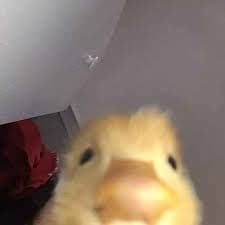 rizzduck's tweet photo. mornin https://t.co/fAcK5pDANP