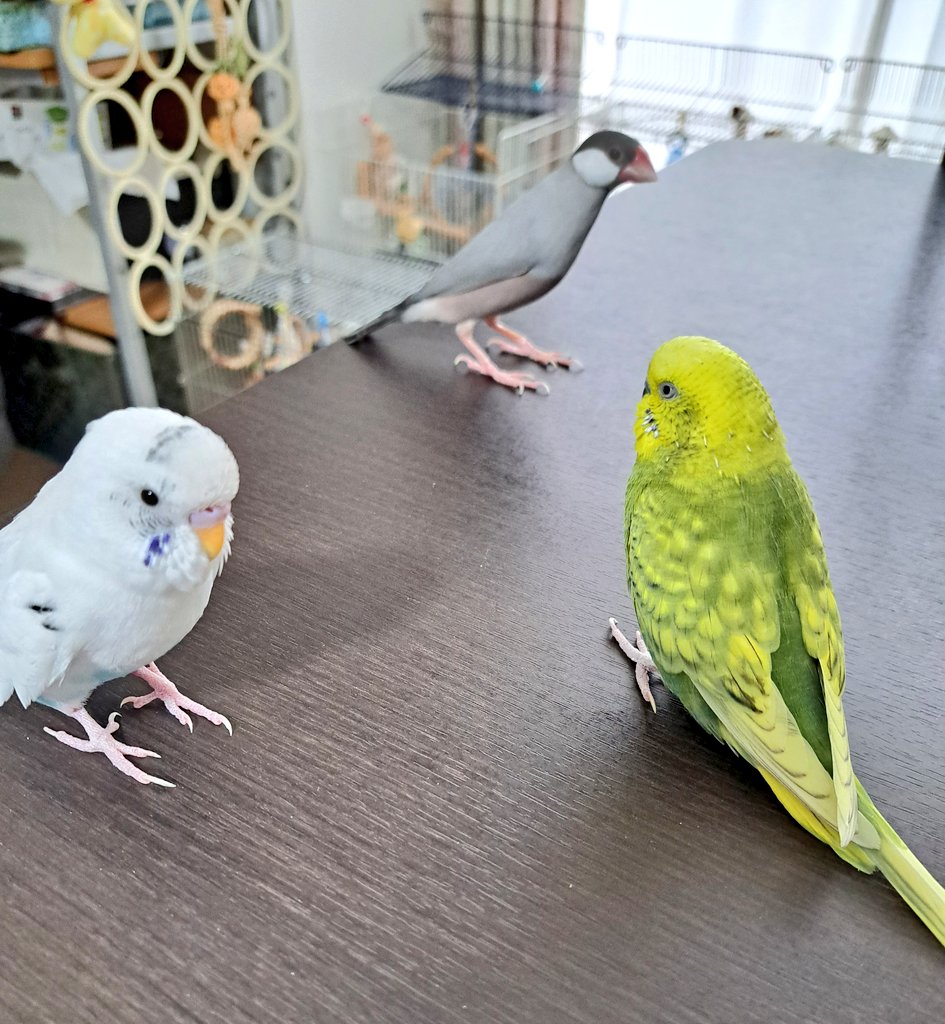 3羽 撮れたけど
それぞれがそれぞれの方向を向いているw

 #セキセイインコ  #文鳥