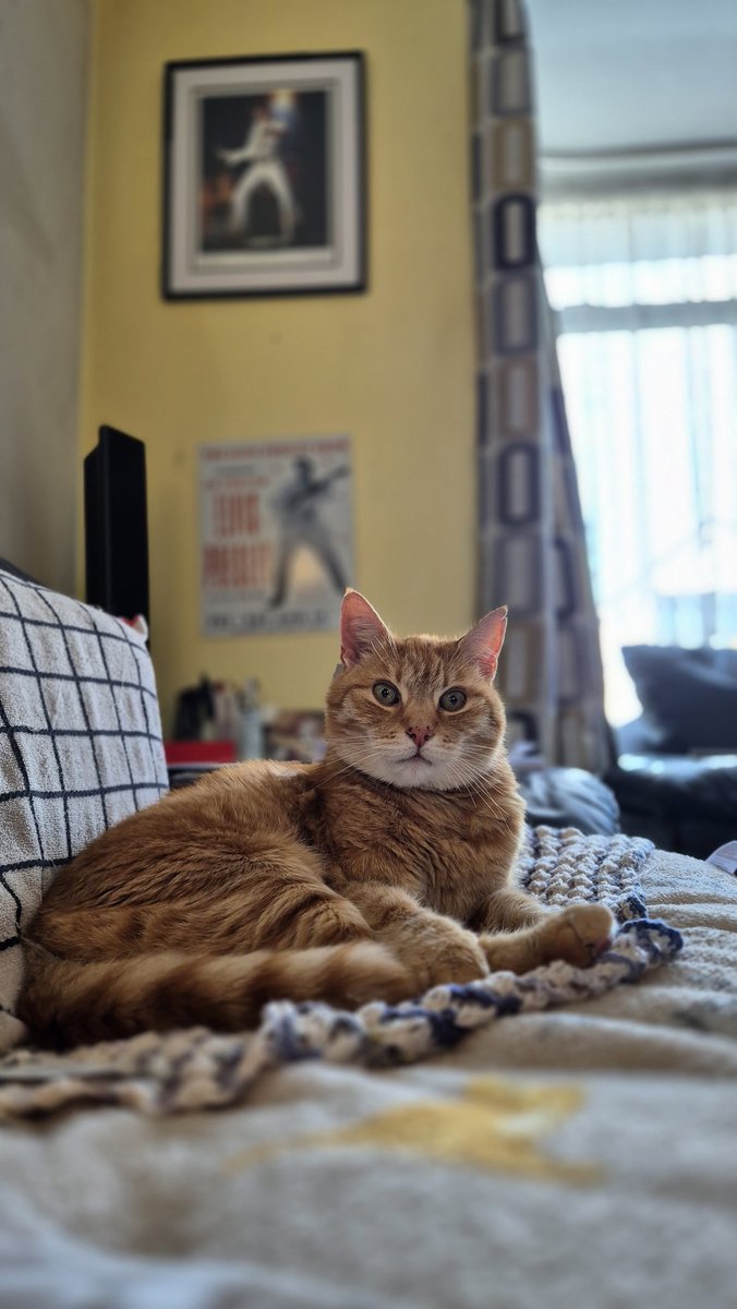 Johnny coolcat R.I.P Memorial page (@johnny_coolcat) on Twitter photo 