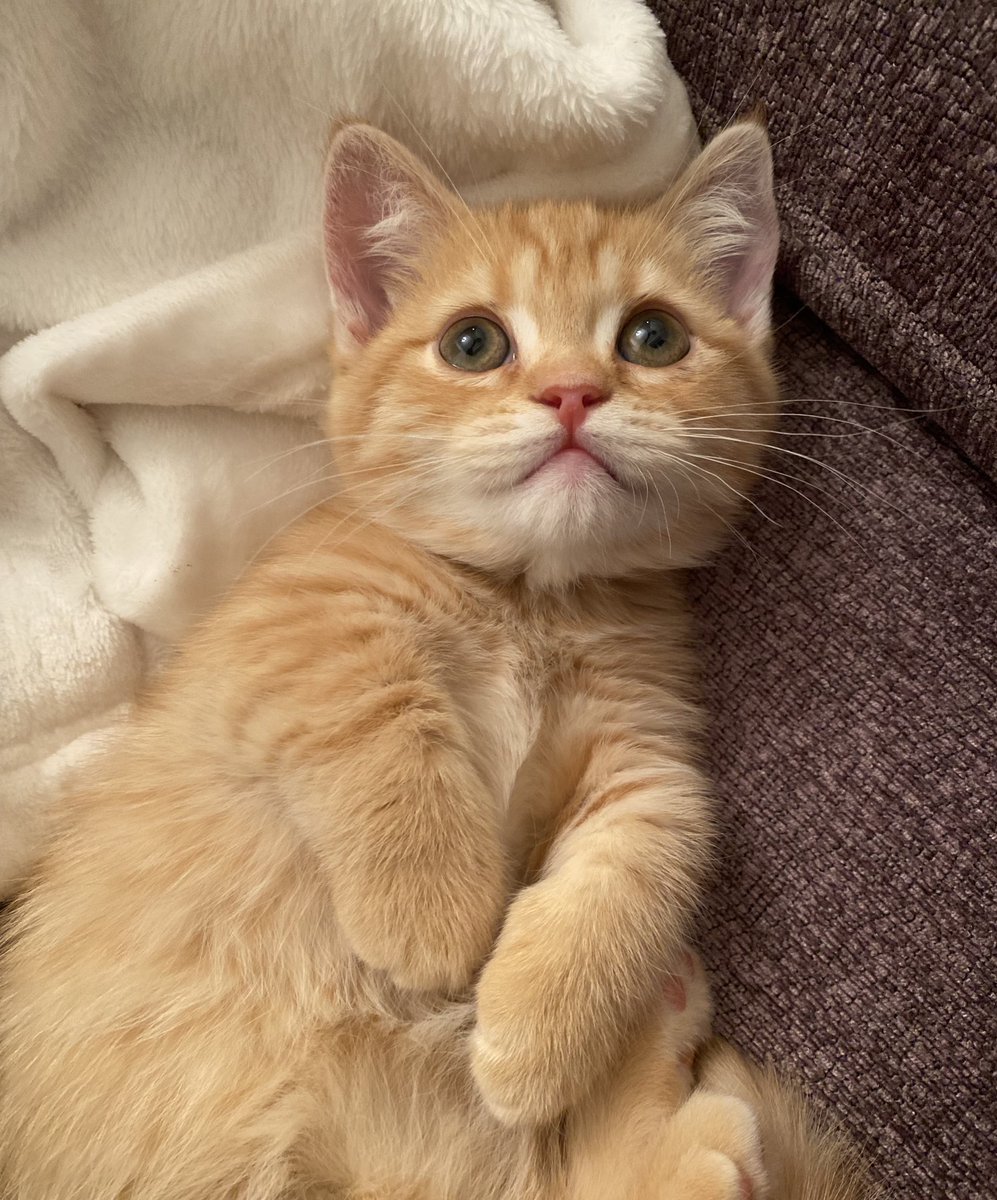 noa1108__'s tweet photo. 帰ってくると近寄ってゴロンってしてくる🥰 https://t.co/v06ecwVtQu