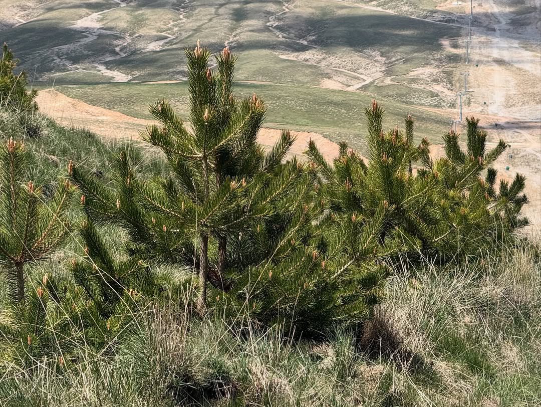 An itibariyle Erciyes Dağı yaz mevsimine girmiştir.🌸