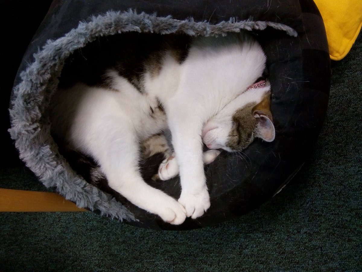 On this day 2019 someone left a new bed in the headteacher’s office for Cilla.
Headteacher: Oh that’s kind, thankyou, I’ll move it to Cilla’s bedroom soon.
Cilla: No, that’s ok, I’ll just use it right here.
(It took her 10 seconds to find it.)
#catsoftwitter #cats #Hedgewatch