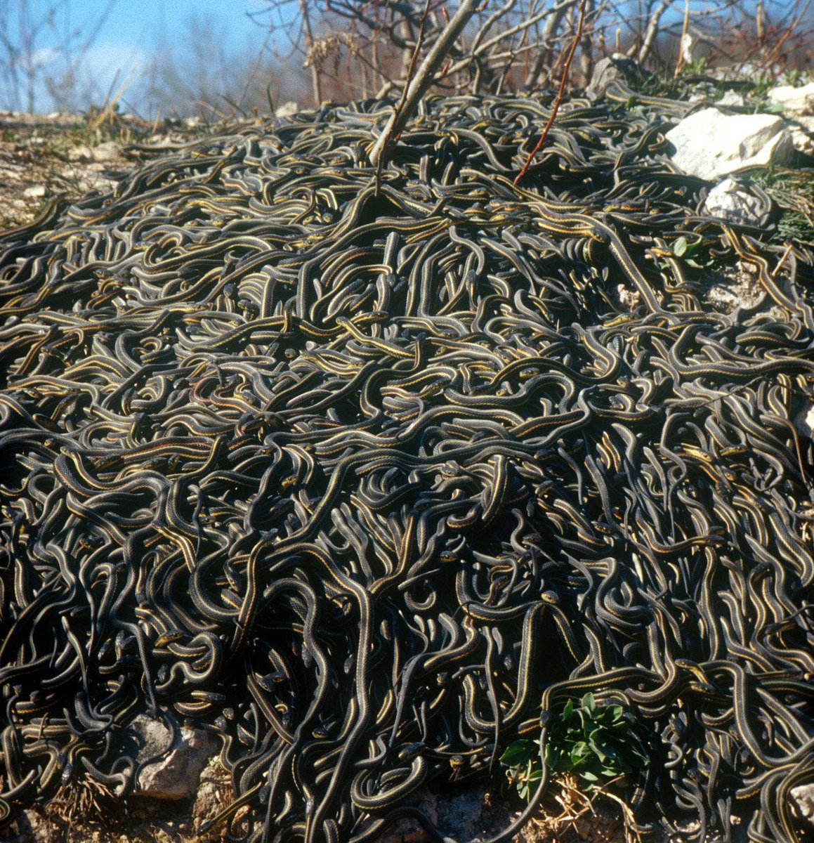 random_snakes's tweet photo. Fact: With all the MAGAs going on about this #CloneGate and #CloneBiden stuff trending, I decided to jump on the trend and clone myself...  🤪🧬🐍🐍🐍🐍🐍🐍🐍🐍🐍🐍🐍🐍🐍🐍😂

Here is the resssssult: https://t.co/L3WH0T3HiX