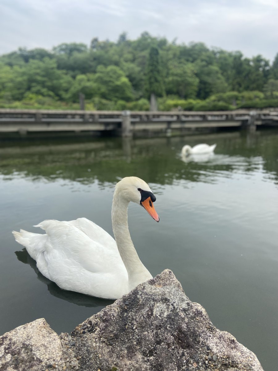 🦢副事務局長の白鳥日記-Season 2-🦢

 2023年5月、Web版の彦根経済新聞で 「彦根城で今年も白鳥のひな誕生」の記事を見つけました。 
ただ、この時は先住バツ２のサチオくんが 既に4月に購入したメスの白鳥(サチコ)とつがいになっていたので、 翌年春には当館でもひなが産まれるといいなあと…