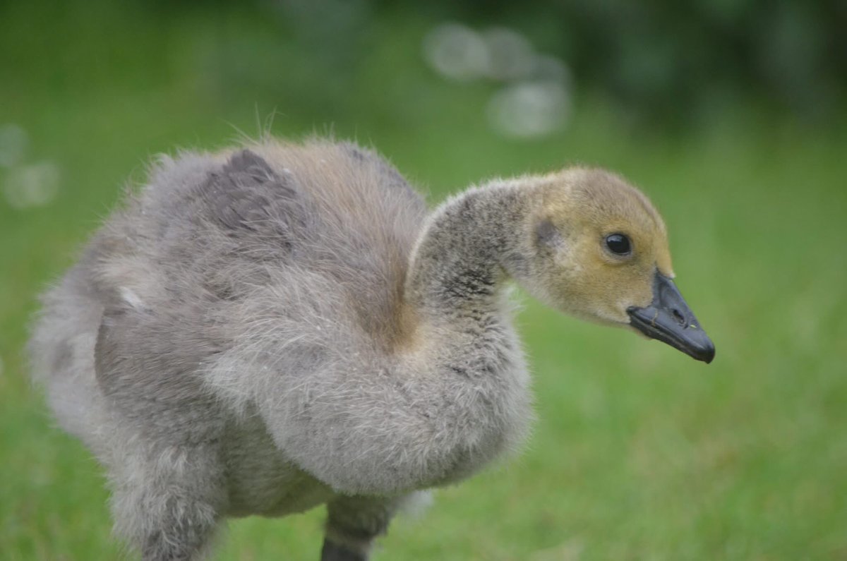 Gosling