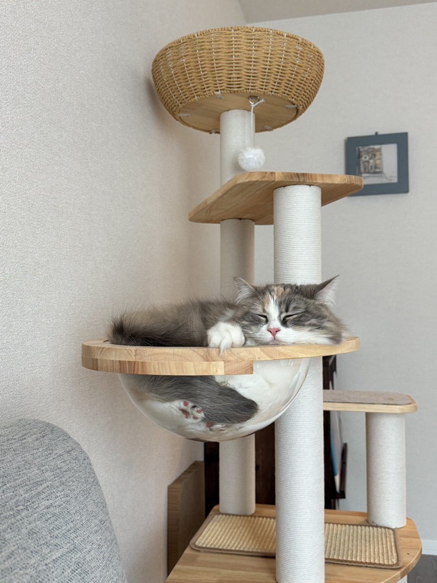 yatomaru_m's tweet photo. 🐈 https://t.co/piAB6hNhoj