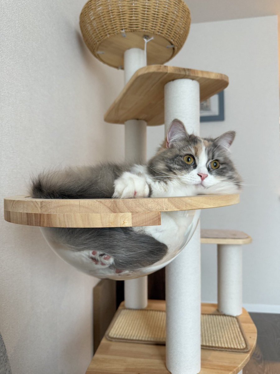 yatomaru_m's tweet photo. 🐈 https://t.co/piAB6hNhoj