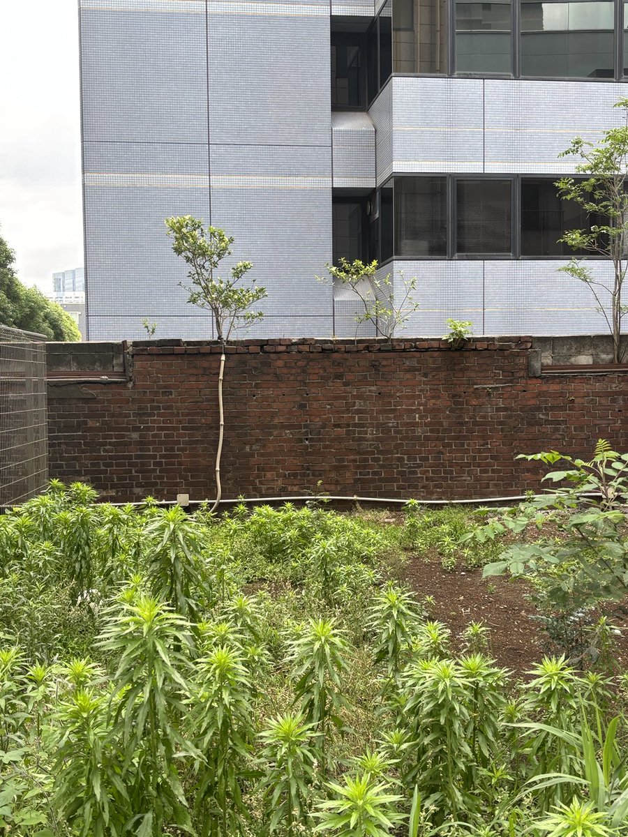 大井町駅前からちょっと行ったマンション地域の谷間の空き地に赤煉瓦が！いつのやつなんだろ？？
