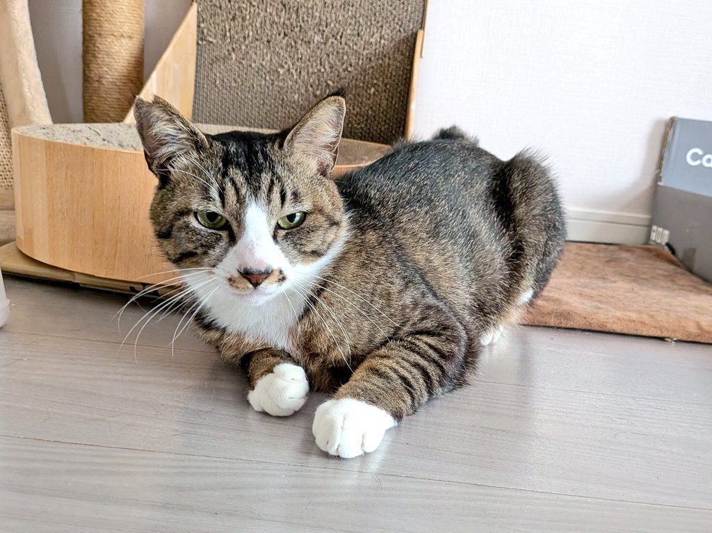 最近慣れが進んできて日中も隠れなくなってきた。今日も可愛い靴下履いてらっしゃいますね