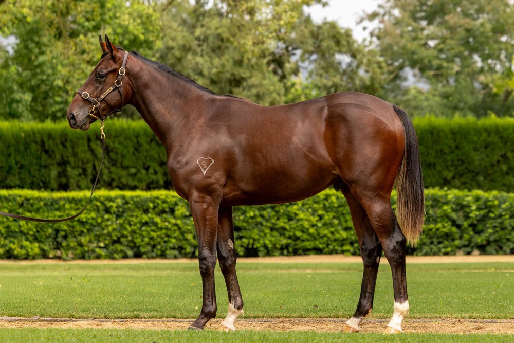 Champion T'breds (@championtbreds) on Twitter photo Thrilled to be adding a colt of this quality to this year’s crop of yearlings. This strong son of champion sire ZOUSTAR was a standout for us from today’s <a href="/mmsnippets/">Magic Millions</a> sale and will get every chance with trainer Michael Freedman 🤩 More info ➡️ championthoroughbreds.com.au/horses-availab… Thrilled to be adding a colt of this quality to this year’s crop of yearlings. This strong son of champion sire ZOUSTAR was a standout for us from today’s <a href="/mmsnippets/">Magic Millions</a> sale and will get every chance with trainer Michael Freedman 🤩 More info ➡️ championthoroughbreds.com.au/horses-availab…