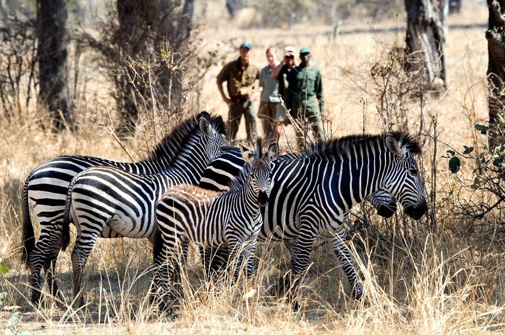 paconadal's tweet image. Nuevo viaje de autor con El Pais Viajes. ¡Destino África🌍! Viviremos una gran aventura atravesando en camión y canoa Zimbabue, Zambia y Malawi del 4 al 16 de septiembre de 2025. ¿Te apuntas? Últimas plazas. Más información: 🔗viajes.elpais.com/es-es/viajes/a…