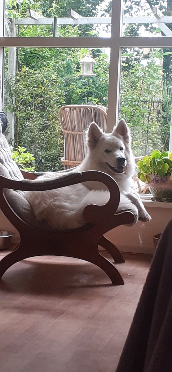 Goodmorning furrends🤍 we have been up early doing chores and now having a coffee break☕🧁 wishing you a good day ☺