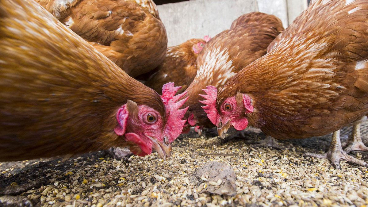 Poultry feed formulation (Growers).

Grower Feed (9-20 weeks)
   - Maize: 60 kg
   - Soya Meal: 14 kg
   - Fish Meal: 10 kg
   - Maize Bran: 7 kg
   - Sunflower Cake: 5 kg
   - Limestone: 2.5 kg
   - Bone Meal: 1.2 kg
   - Salt: 200 grams
   - Premix: 100 grams
   - Toxin Binder: