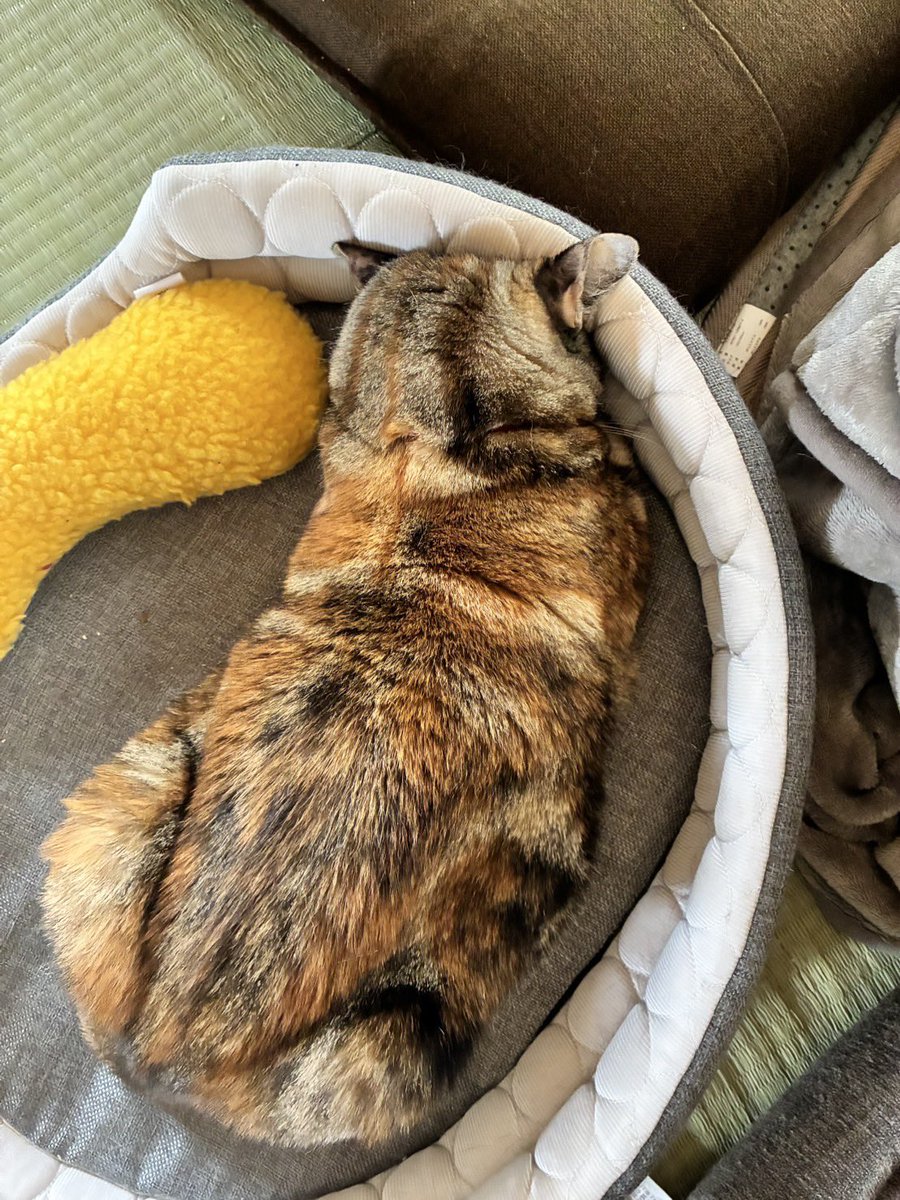 爪1本切っただけでこの世の終わりくらいの拗ね方。