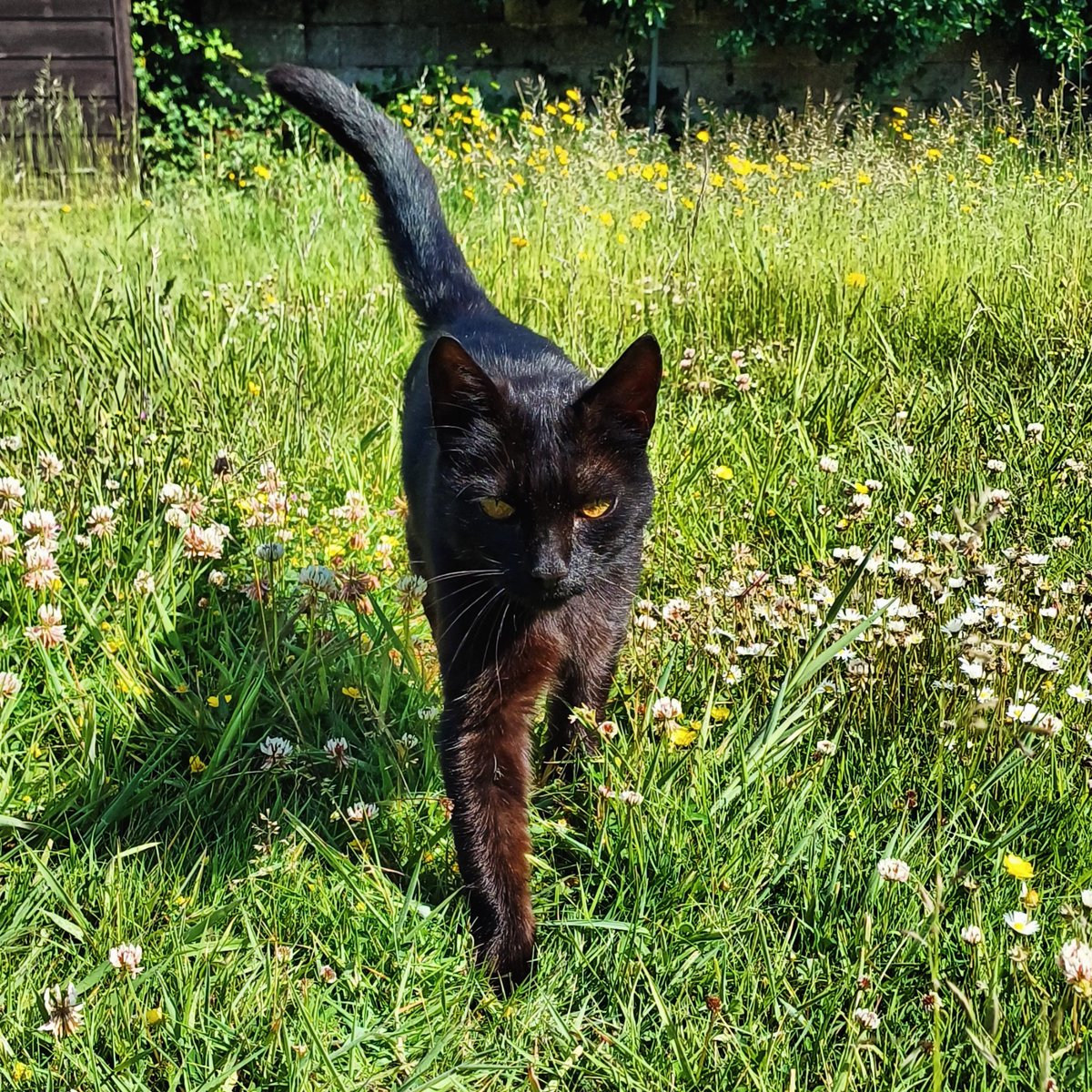 Just made a new friend. 🐈‍⬛️