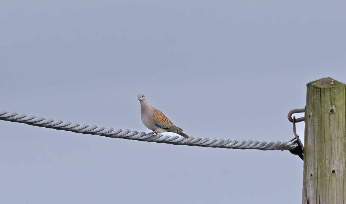 John Hewitt (@wathingsmecca) on Twitter photo A rare privilege to have a singing Turtle Dove touring Kilnsea this morning, a rather scruffy looking Curlew Sand at Beacon Ponds the best thing otherwise <a href="/spurnbirdobs/">Spurn Bird Observatory</a> <a href="/RareBirdAlertUK/">RareBirdAlertUK</a> <a href="/BirdGuides/">BirdGuides</a> A rare privilege to have a singing Turtle Dove touring Kilnsea this morning, a rather scruffy looking Curlew Sand at Beacon Ponds the best thing otherwise <a href="/spurnbirdobs/">Spurn Bird Observatory</a> <a href="/RareBirdAlertUK/">RareBirdAlertUK</a> <a href="/BirdGuides/">BirdGuides</a>