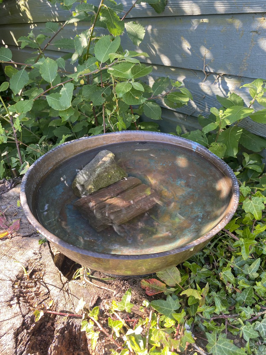 Put out water for wildlife in the warm weather. 
The sparrows have been bathing and drinking from this one. 
#seedballgarden