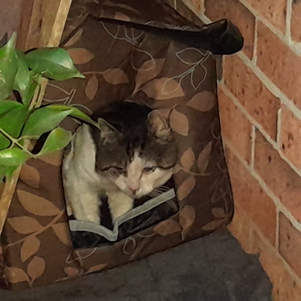 Small Blarg Update: Just because you are a feral cat that's no reason why you can't have your own home is it, Blarg?