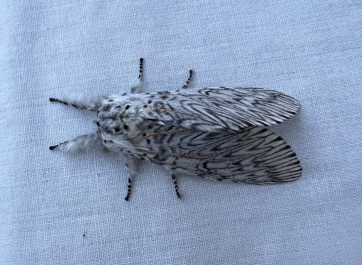 Ruth Newby (@ruth_newby) on Twitter photo The moth gods smiled on me last night & gave me my second Puss Moth (my first was in May 2020, when Iâd been trapping less than a month). For good measure they threw in 2 other garden second records: Small Square-spot and Pale-shouldered Brocade. <a href="/pmandrews1973/">Phil Andrews</a> <a href="/BCWarwickshire/">BC Warwickshire</a> The moth gods smiled on me last night & gave me my second Puss Moth (my first was in May 2020, when Iâd been trapping less than a month). For good measure they threw in 2 other garden second records: Small Square-spot and Pale-shouldered Brocade. <a href="/pmandrews1973/">Phil Andrews</a> <a href="/BCWarwickshire/">BC Warwickshire</a>