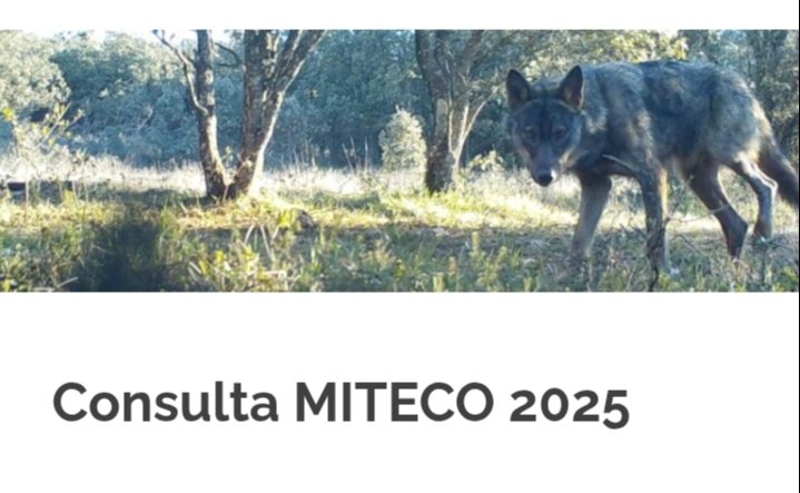 Desde ASCEL hemos elaborado este documento como respuesta a la consulta pública del MITECO sobre la propuesta de rebaja de la protección del lobo en Europa. Lo podéis suscribir personalmente y enviarlo desde vuestro email. 
! Os animamos a participar ! loboiberico.com/miteco25/