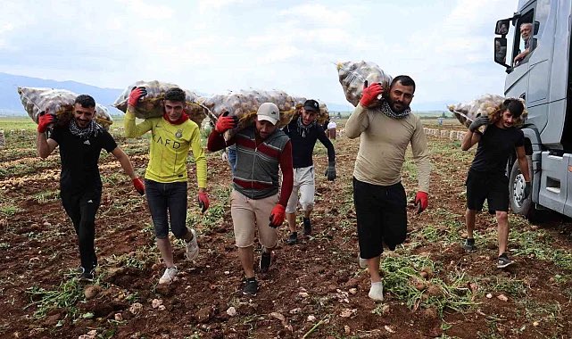 Türkiye'nin en erkenci patatesinin yetiştiği Adana'da hasat sürerken, ürünler tarlada "yükleyici" olarak bilinen özel işçilerce toplanıp kamyonlara yükleniyor. Bir günde ortalama 250-300 ton patates yükleyen işçiler günlük 2 bin 500 lira yevmiye alıyor. Aylık 90 ile 100 bin lira