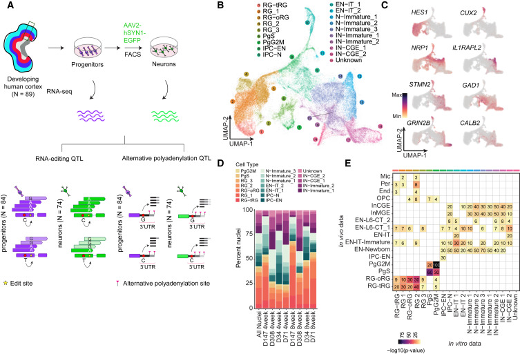 Cell Press (@cellpressnews) on Twitter photo Genetics of cell-type-specific post-transcriptional gene regulation during human neurogenesis
hubs.li/Q03njphC0
Collection highlight from <a href="/AJHGNews/">AJHG</a> (<a href="/GeneticsSociety/">ASHG</a>) Genetics of cell-type-specific post-transcriptional gene regulation during human neurogenesis
hubs.li/Q03njphC0
Collection highlight from <a href="/AJHGNews/">AJHG</a> (<a href="/GeneticsSociety/">ASHG</a>)