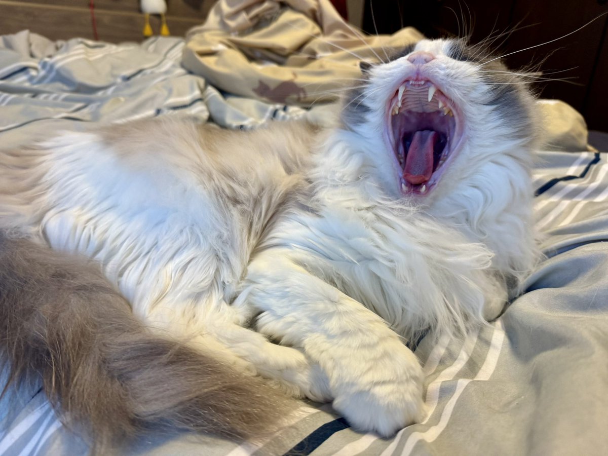 今日のローズ。よくわかんないけどローズの日らしいので😅がおー!
 / Today's Rose. #猫 #cat #neko #ラグドール #ragdoll #ローズの日