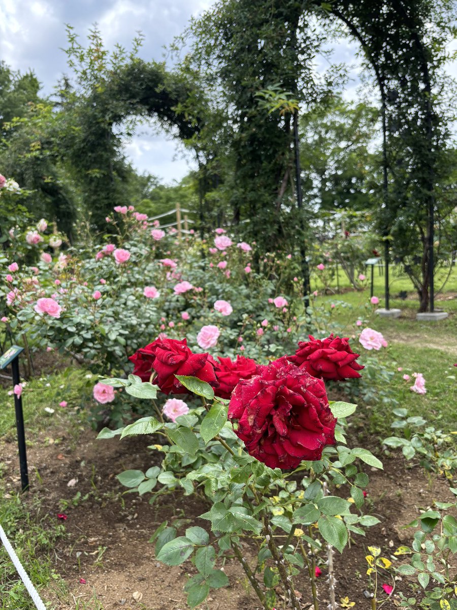 今日はローズの日らしい。
去年のふなばしアンデルセン公園の薔薇ﾄﾞｿﾞ。