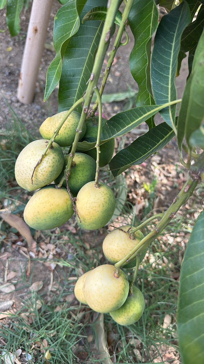 مساء المانجا