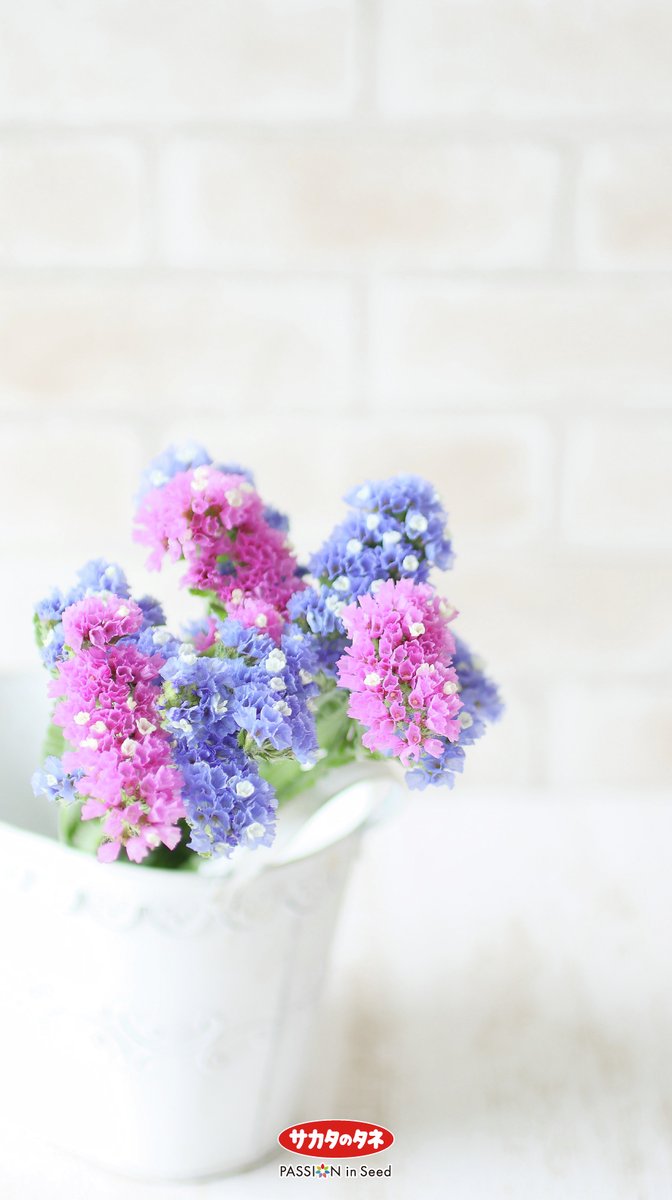 ／
📣今月の #壁紙プレゼント📱
＼

今月の壁紙は「 #スターチス 」🩵🩷
花持ちがよいので、切り花やドライフラワー向きなお花です！

PCサイズは一粒万倍日と月のリズムが入ったカレンダー付き📅ˊ˗

sakata-tsushin.com/present/wallpa…