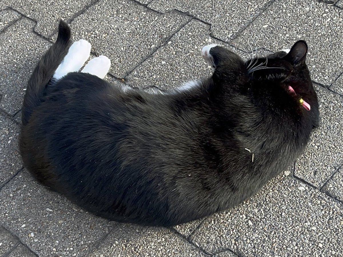 The feet in white socks and the tail are neatly lined up🧦🐾
