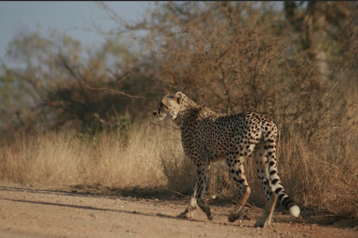 One of the most stunning animals in #Myoffice,The Cheetah.Population is about 400…👌🏿👌🏿👌🏿
📍KNP