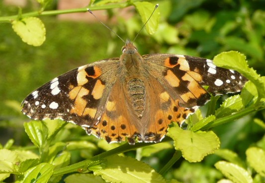 Painted Lady. Bedfordshire.
#Britishbutterflies  #TwitterNatureCommunity