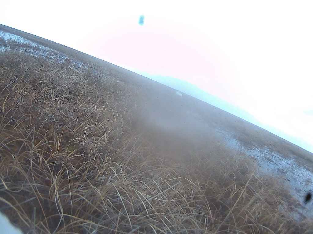 コハクチョウ・シオリ（304Y）は昨年2024年6月4日に北極海沿岸（赤丸のところ）に到達しました。画像は2024年6月17日にシオリが見たツンドラの様子です。#SwanEyes