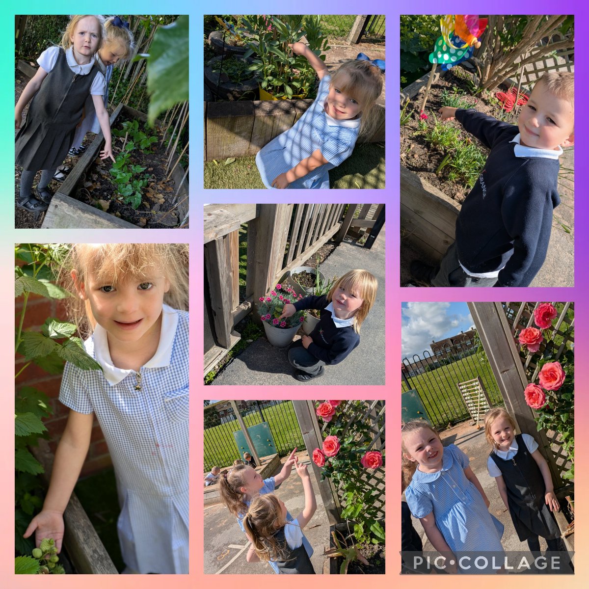 Nursery have been busy exploring the changes in the garden. We have noticed all the beautiful colours hiding in the garden Xx. #RAIN #Environment #curiosity #gardening #GrangeAllotments <a href="/GrangeMissWri/">MissWright</a> <a href="/GrangeMissA/">GrangeMissA</a> <a href="/GrangeMrsMcG/">Mrs McGilloway</a> #GrangeScience <a href="/GrangeMrsS/">Chelsey Smart</a> <a href="/GrangeMissP/">Miss Pope</a>