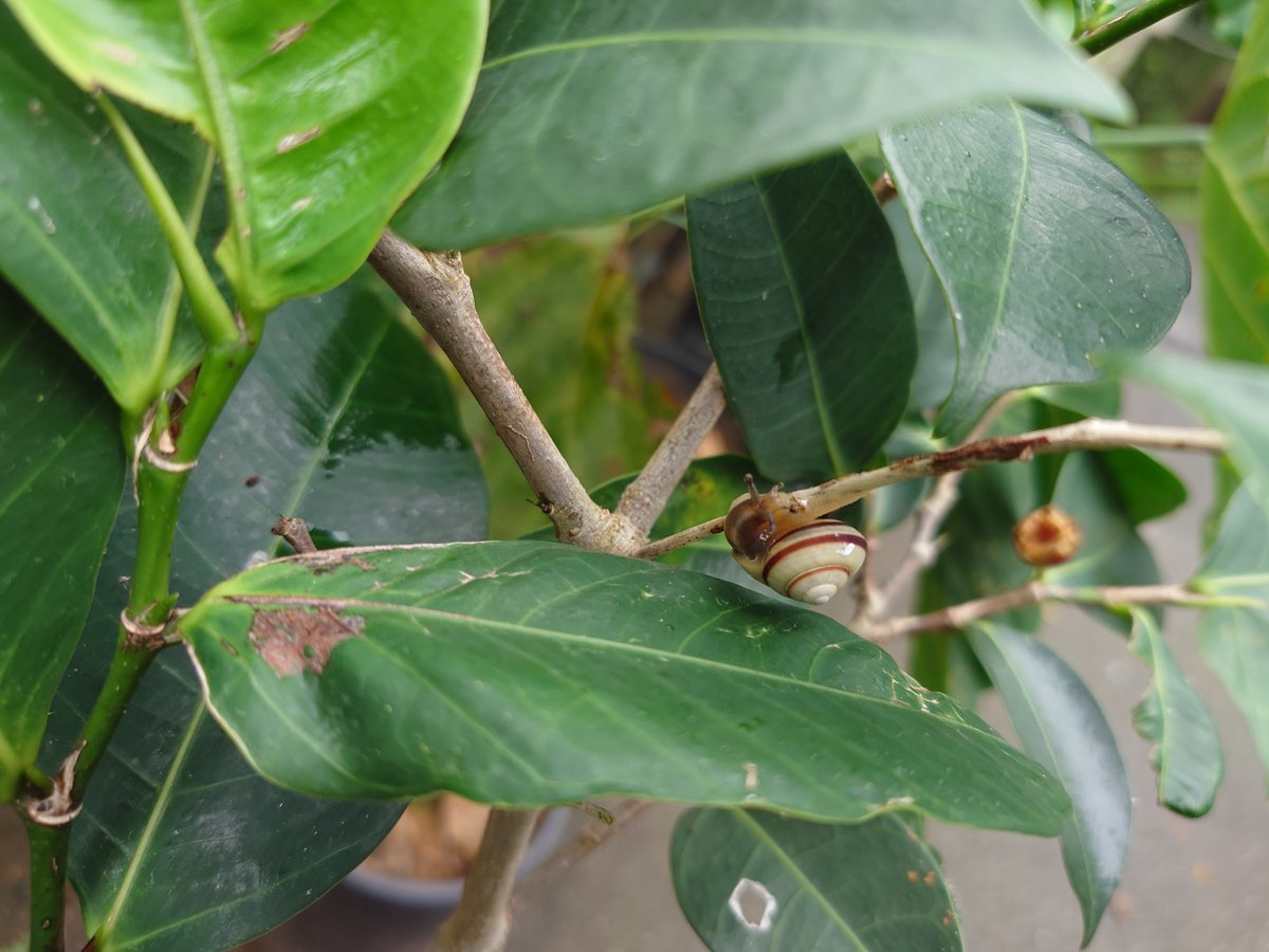 うちなー生き物通信
『お客様がいらっしゃいました』

アミメキリンのごはんになる樹木を育てている鉢植えに、新しいお客様がやってきました。
姿を見せてくれたのは、ヤマタカマイマイの仲間です。