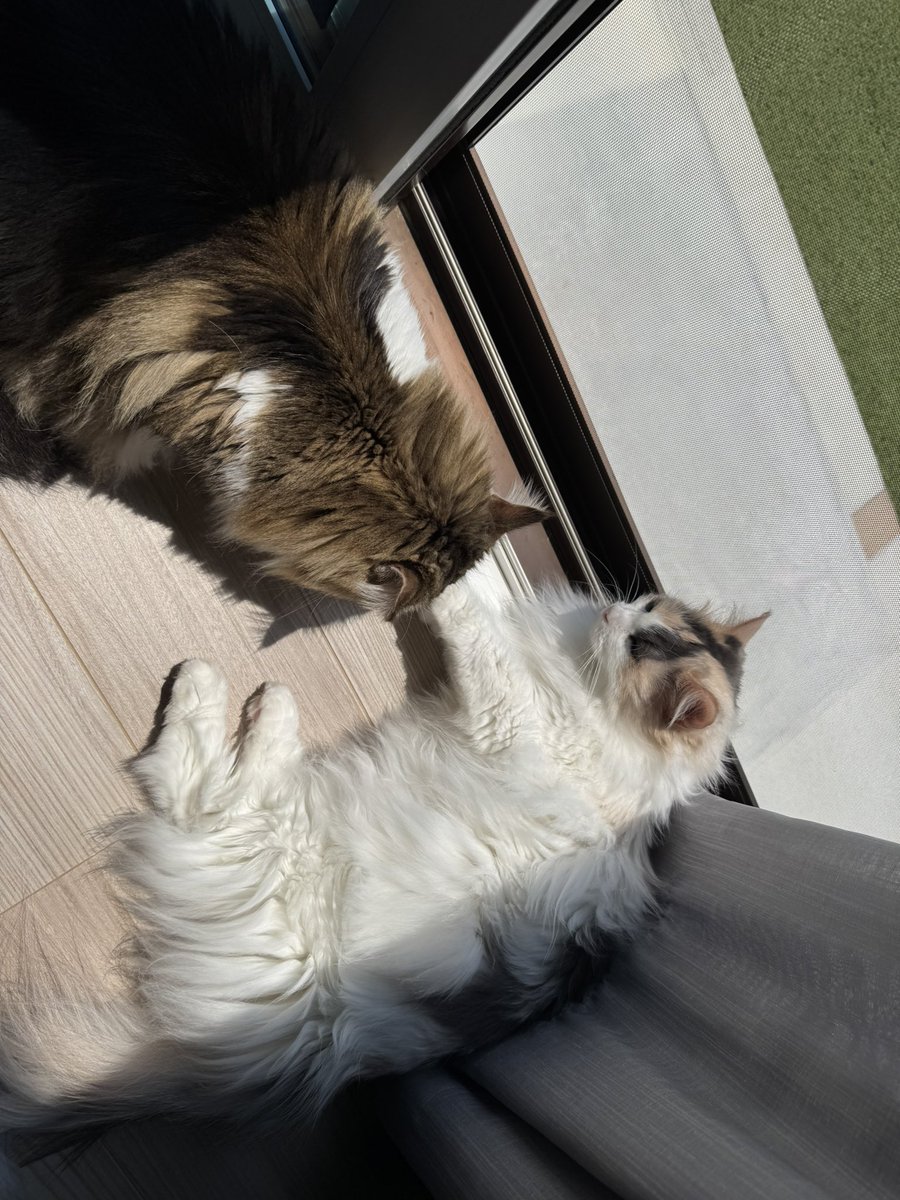 mona_kuru's tweet photo. 今日は仲良く手を繋いで日向ぼっこ🐈

#猫がいる暮らし 
#ノルウェージャンフォレストキャット
#メインクーン https://t.co/VjaRzwJ2zq