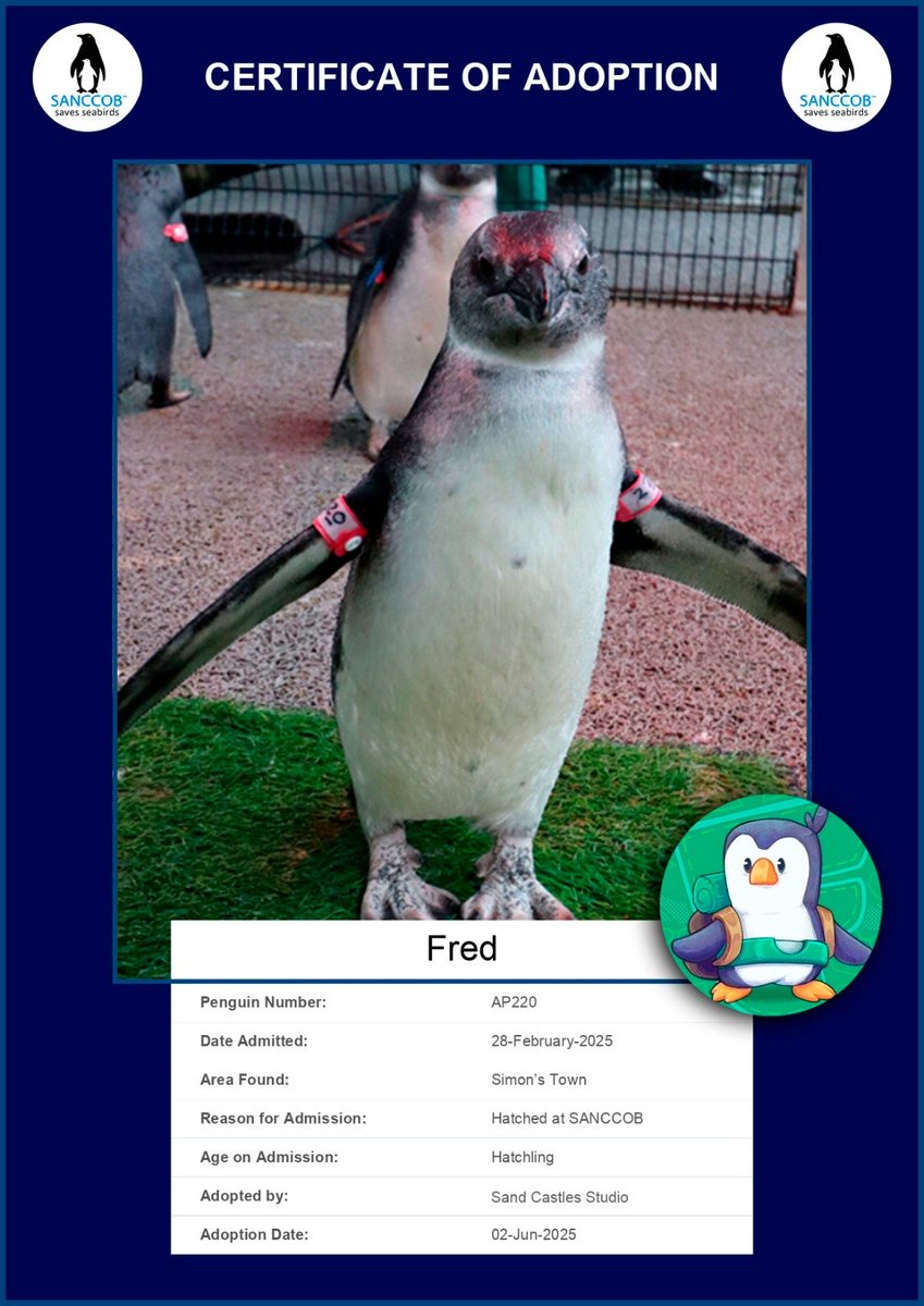 Sand Castles Studio | Wishlist Gnaughty Gnomes! (@sandcastlesst) on Twitter photo Bread and Fred now are REAL! 🐧🐧
We have adopted two cute penguins from <a href="/SANCCOB/">SANCCOB</a>, organization that preserves endangered marine species.
You can support them as other studios such as <a href="/Terra_Nil/">Terra Nil 🌲 AVAILABLE NOW</a> and <a href="/devolverdigital/">Devolver Digital</a> have also done.
Look their cute silly faces! 🩶 Bread and Fred now are REAL! 🐧🐧
We have adopted two cute penguins from <a href="/SANCCOB/">SANCCOB</a>, organization that preserves endangered marine species.
You can support them as other studios such as <a href="/Terra_Nil/">Terra Nil 🌲 AVAILABLE NOW</a> and <a href="/devolverdigital/">Devolver Digital</a> have also done.
Look their cute silly faces! 🩶