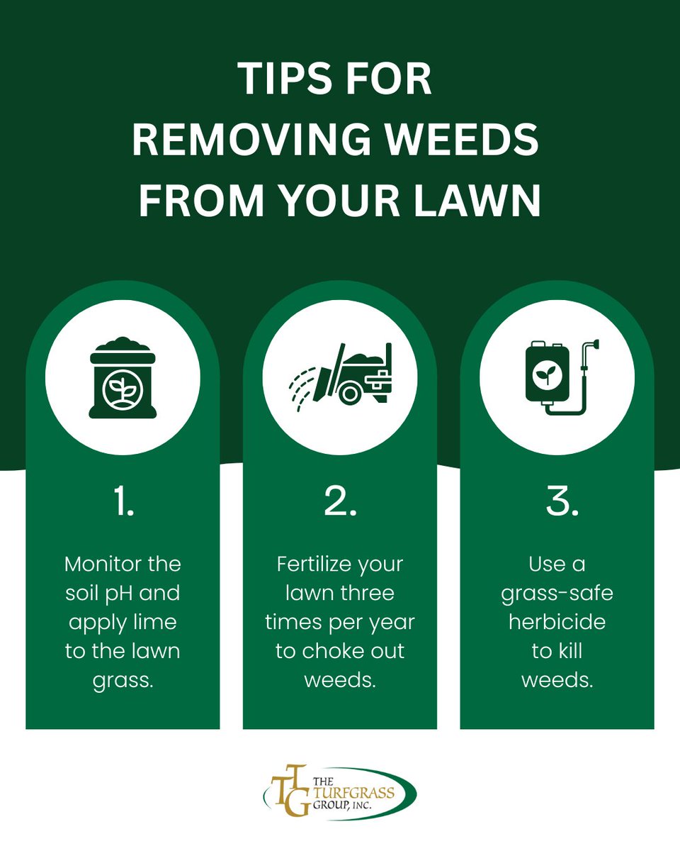 To keep your lawn grass healthy and weed-free 🌱, start by monitoring the soil pH and applying lime when necessary. 

Fertilizing your lawn three times a year helps strengthen the grass, allowing it to naturally choke out weeds 🌿.